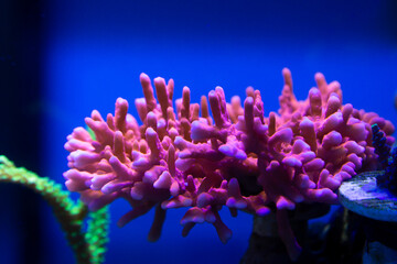 Naklejka na ściany i meble Marine Fish in reef aquarium and live rock