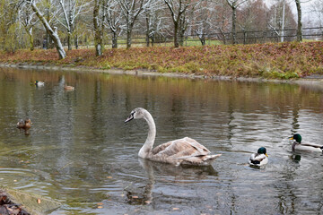 ducks on the lake