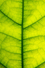 Obraz premium green texture