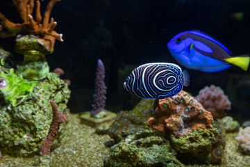 Marine Fish in reef aquarium and live rock