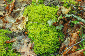 moss on the tree