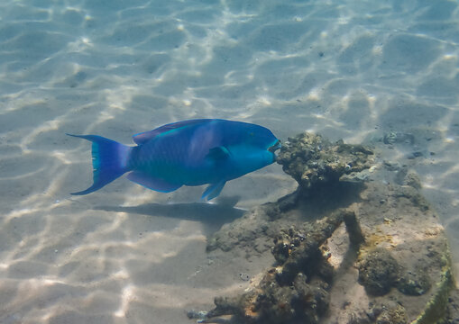 Steep-headed Parrot-fish, Scientific Name Is Chlorurus Gibbus, It Belongs To The Family Scaridae, Inhabits Coral Reefs, Has Teeth Resembling Parrot Beak, It Changes Body Color During Life Cycle