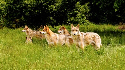 Italian Wolves © Kirstin
