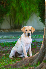Labrador Retriver puppy resting and watching the photographer at the door of the house
