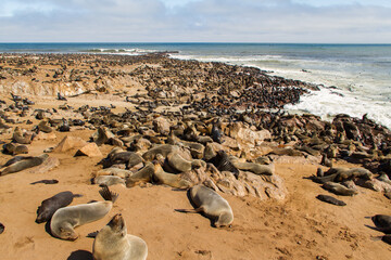 Fototapeta na wymiar Seal colony at sceleton coast in Namibia