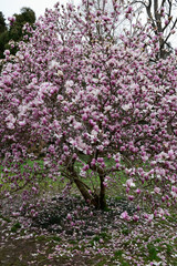 Obraz premium pink blossom
