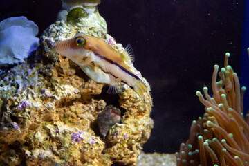 Marine Fish in reef aquarium and live rock
