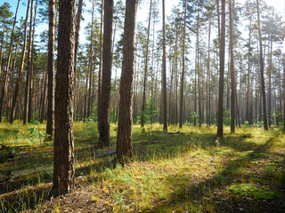 Beautiful landscape of pine forest in summer day.
