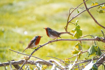 Two robin red breasts sitting  on a  branch  together 