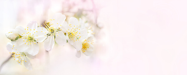 Fototapeta na wymiar blooming cherry buds with stamens In beginning of spring in gentle pink colors