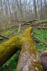 Fallen tree in forest. Trees after storm