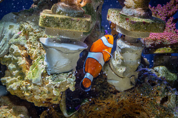 Marine Fish in reef aquarium and live rock