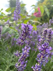 close up of lavender