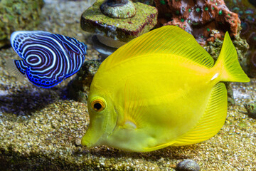 Marine Fish in reef aquarium and live rock