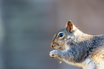 squirrel eating nut