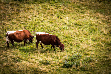 cows on pasture in austrian alps, gastein, salzburg
