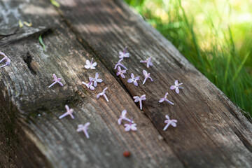 Lilac flowers on wood background, spring banner background
