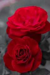 red rose on black