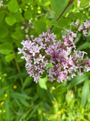 flowers in the garden