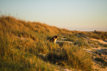 Perro en la playa al atardecer