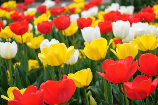 colorful field landscape background picture of red, yellow and white tulips