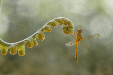 Damselflies on Plants
