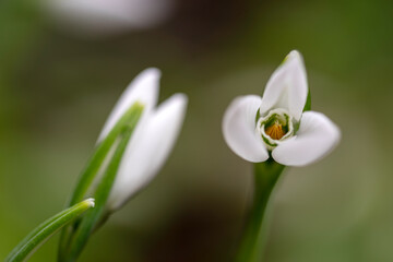 Obraz premium Snowdrop flowers - Galanthus nivalis close up with selective focus.