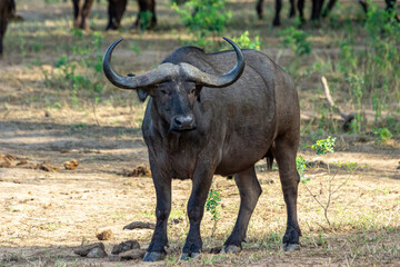 African buffalo with huge curled horns