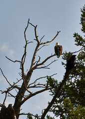 eagle and crow on tree branches