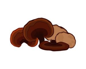 Lingzhi mushroom ( Ganoderma Lucidum, Reishi mushroom )  isolated on white background. Icon vector illustration.