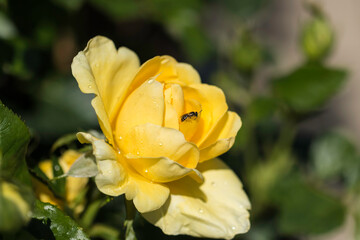 Naklejka na ściany i meble Close up of a wet single yellow rose