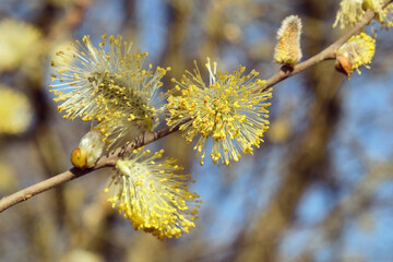 Goat willow, Salix caprea, catkins in flower