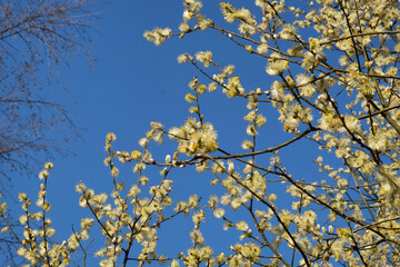 Goat willow, Salix caprea, catkins in flower