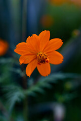 orange flower