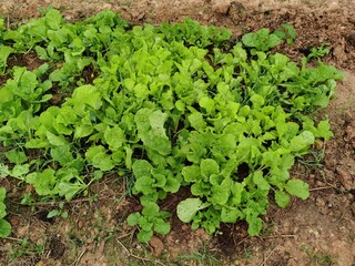 lettuce growing in the garden