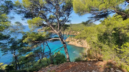 pine tree in the mountains