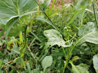 dew on the grass