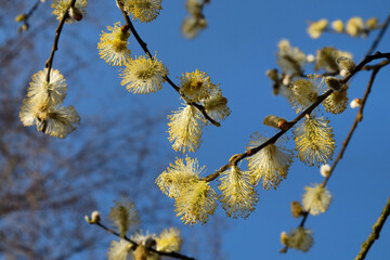 Goat willow, Salix caprea, catkins in flower
