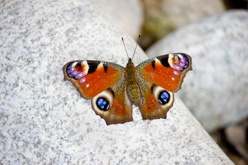 Fototapeta na wymiar butterfly peacock eye sitting on a stone close-up