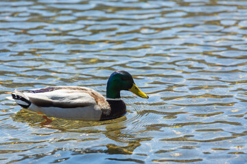 カモ，水鳥，池