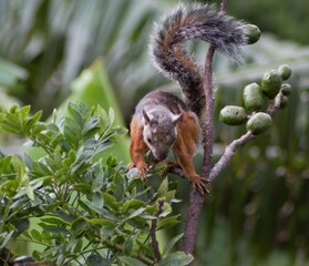 ardilla comiendo