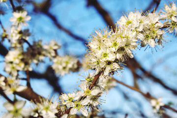 Clusters of tiny white flowers on a Blackthorn tree