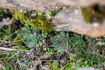 Succulent plants grow near a granite stone among grass and moss