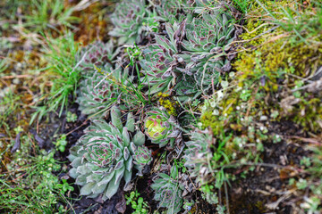 mini garden of succulents in moss close-up