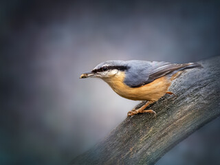 A Nuthatch (Sitta europaea) perching on a branch edited in a fine art style with a textured moody grey  background.