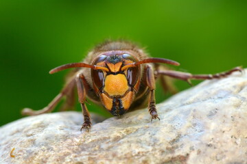 wild wasp in natural habitat (vespa cabro)