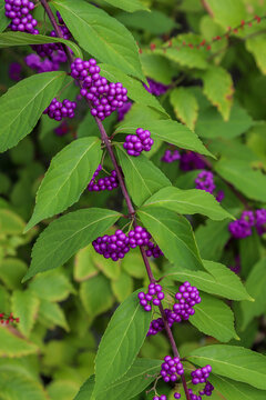 313 Best 紫式部 Images Stock Photos Vectors Adobe Stock