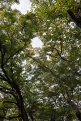 緑に覆われた京都の寺院の境内