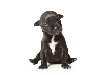 Naklejka premium Lovely ten days old black American Pit Bull Terrier puppy sitting over white