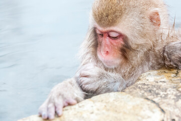 Obraz premium Portrait of cute Snow monkey or Macaca fuscata sitting in a hot spring, Yudanaka, Japan